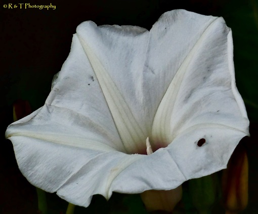 {Calystegia catesbeiana}